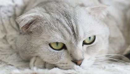 pp电子APP-国安七球大胜玉昆,裁判未给补时九十分钟鸣哨终场